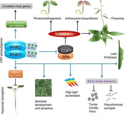 Signaling Mechanisms by Arabidopsis Cryptochromes